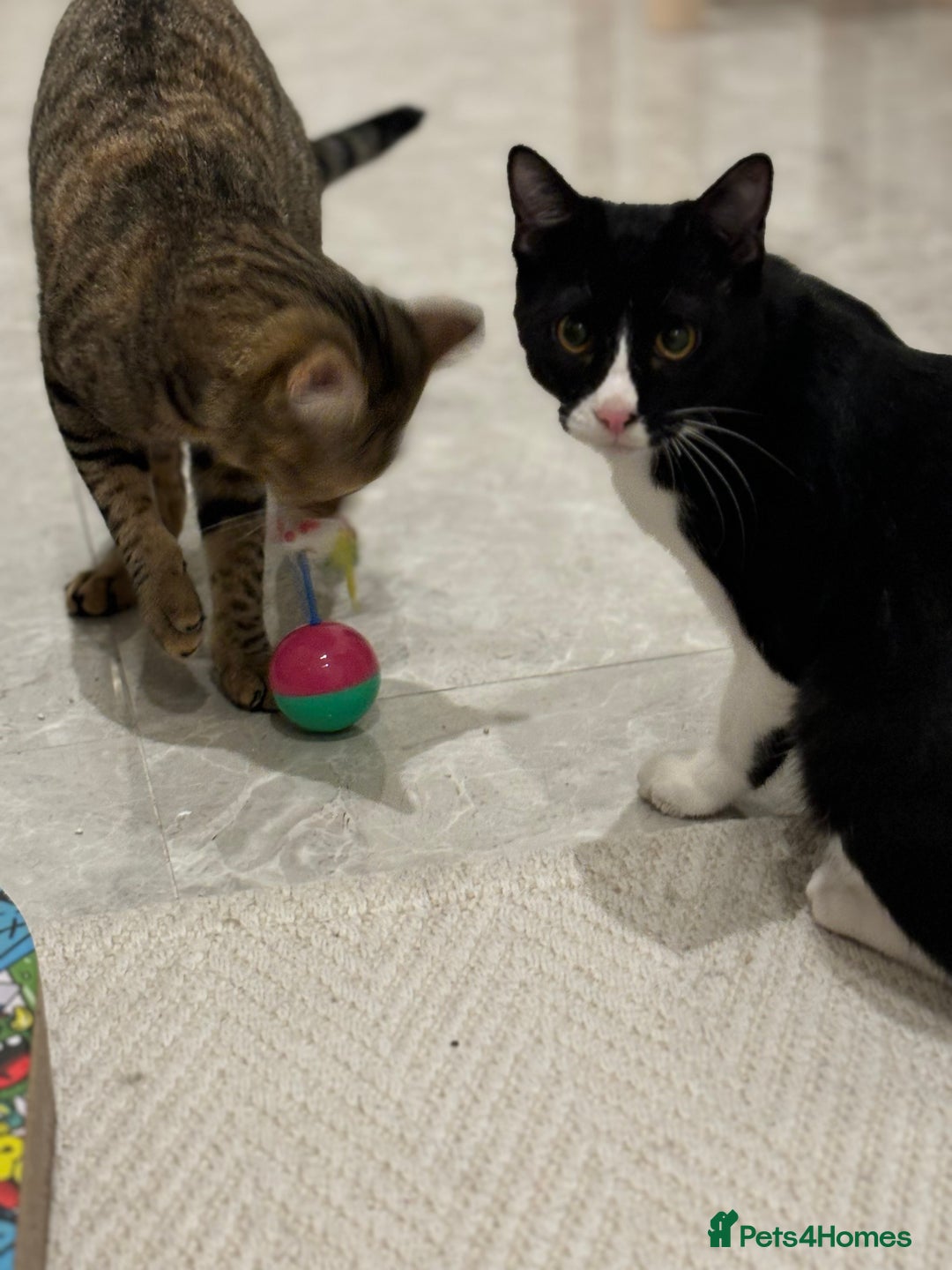 Arabian Mau cats for sale: Very special duo! - Image 2