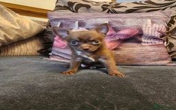 Chihuahua dogs for sale: Stunning Chocolate Chihuahua Puppies 🐶 - Image 15