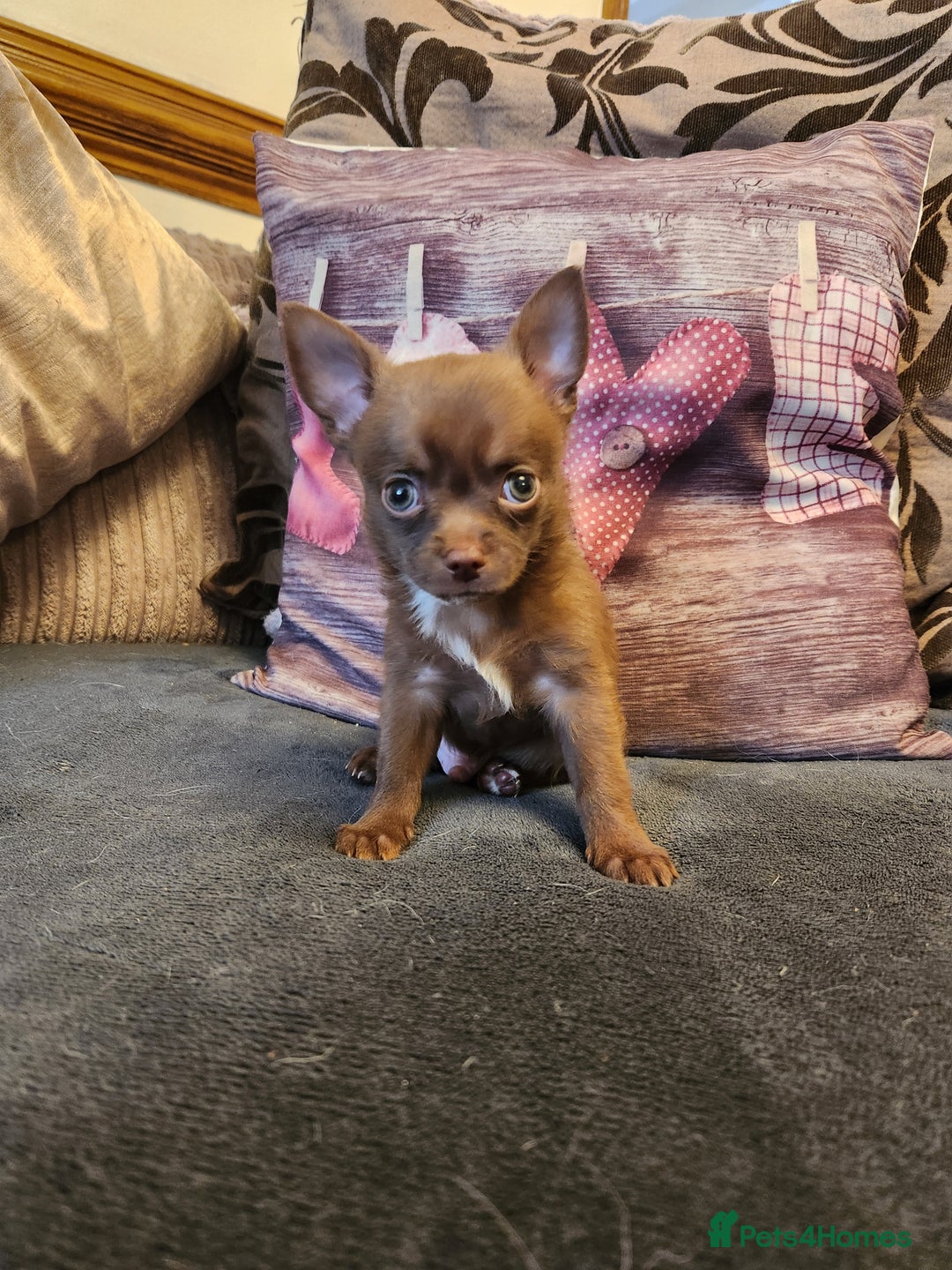 Chihuahua dogs for sale: Stunning Chocolate Chihuahua Puppies 🐶 - Image 15