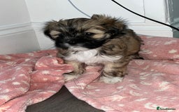 Lhasa Apso dogs for sale: 3 fluffy puppies  - Image 4