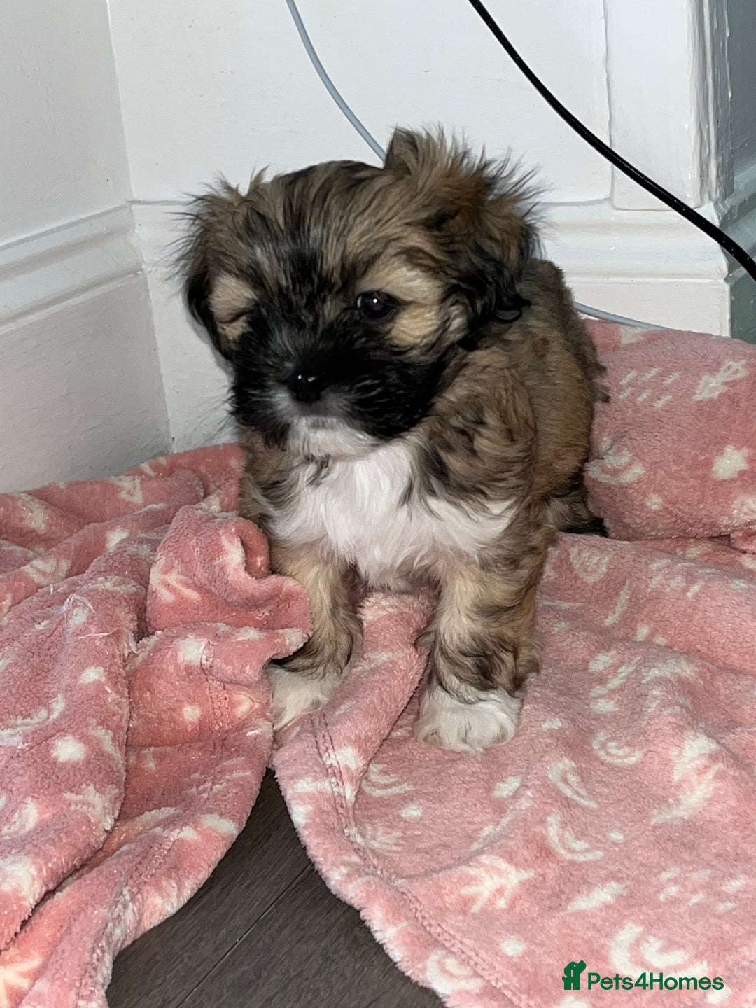 Lhasa Apso dogs for sale: 3 fluffy puppies  - Image 4