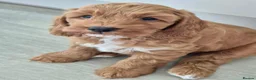 Cockapoo dogs for sale: PREGNANCY CONFIRMED - F1 COCKAPOOS - Advert 8