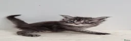 Maine Coon cats for sale: GCCF Pedigree Maine Coon Kittens for sale  - Advert 5