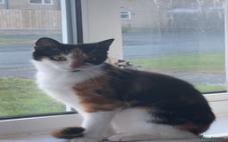 Mixed Breed cats for sale: Calico & Mixed Breed - Image 7