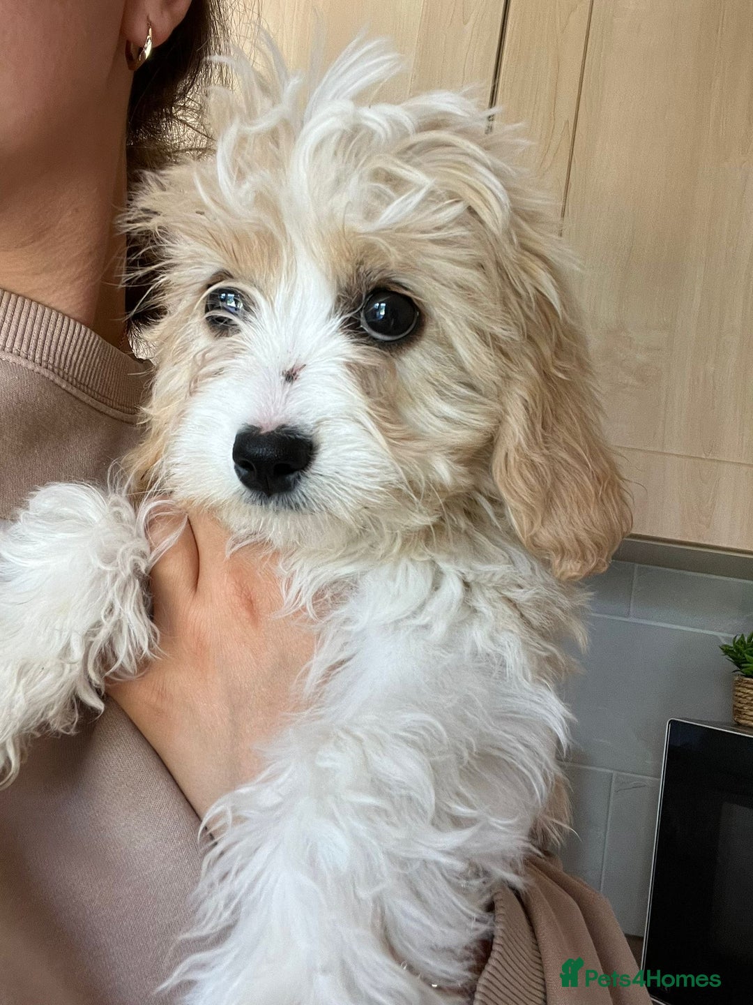 Cavachon dogs for sale: Cavachon Puppies 🐾🐶 1 GIRL LEFT REDUCED - Image 15
