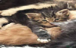Siberian cats for sale: Siberian kittens - Image 2