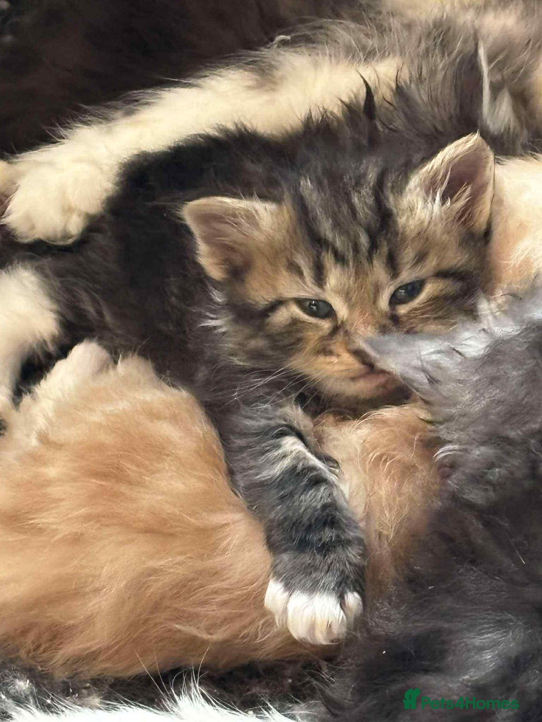 Siberian cats for sale: Siberian kittens - Image 2