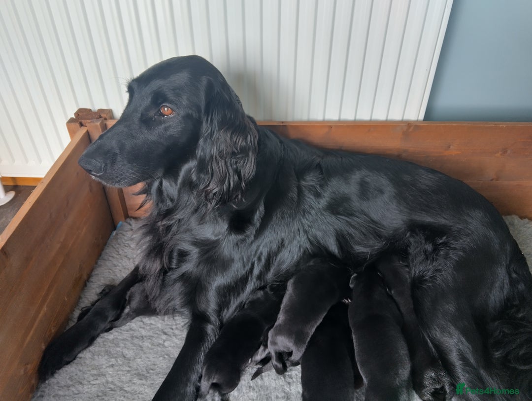 Flat coated Retriever dogs for sale: Nine beautiful flat coat retriever puppies in Falkirk - Image 2