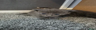 Grey male
