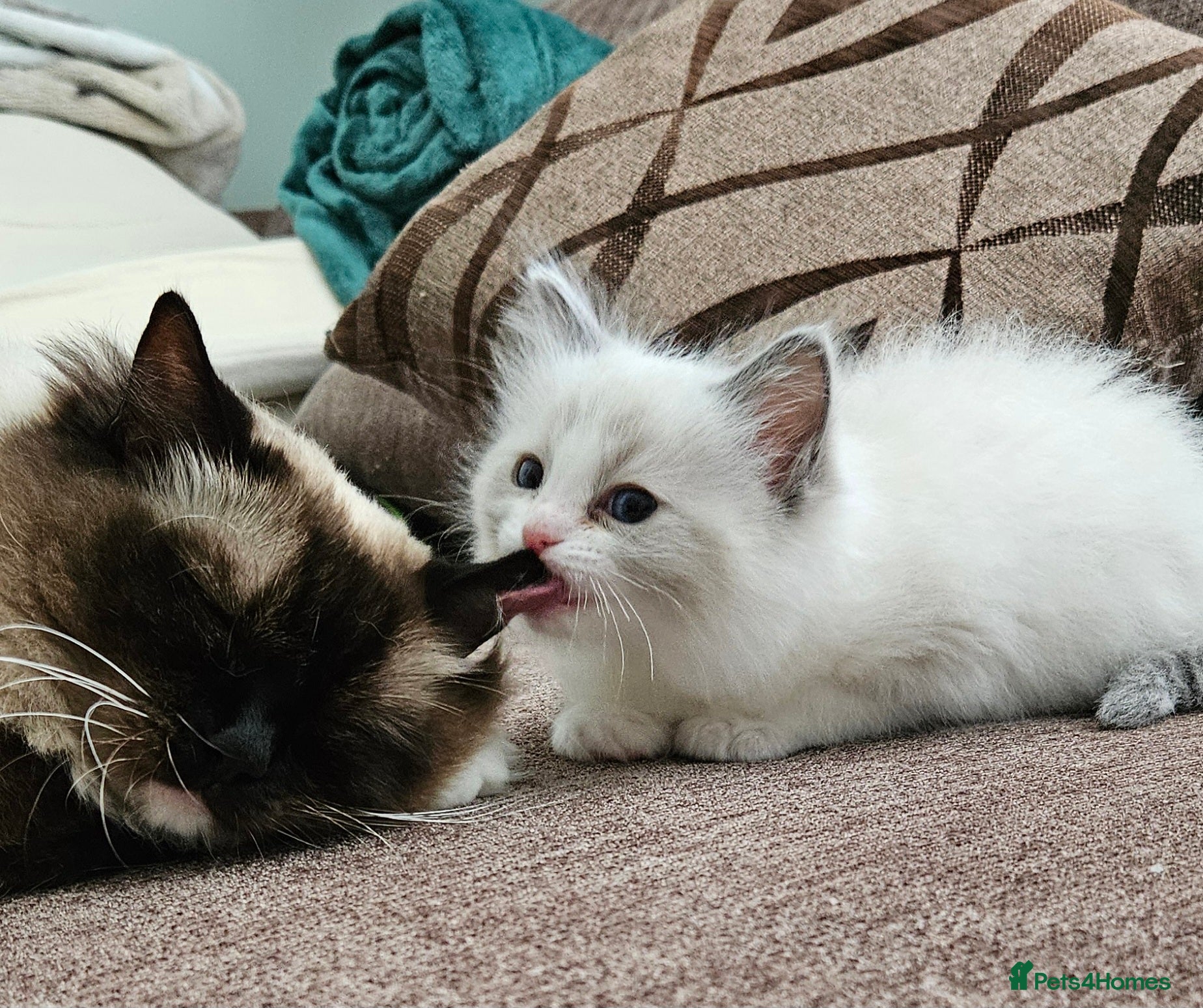 Ragdoll cats for sale: Stunning Ragdoll kittens.  - Advert 9