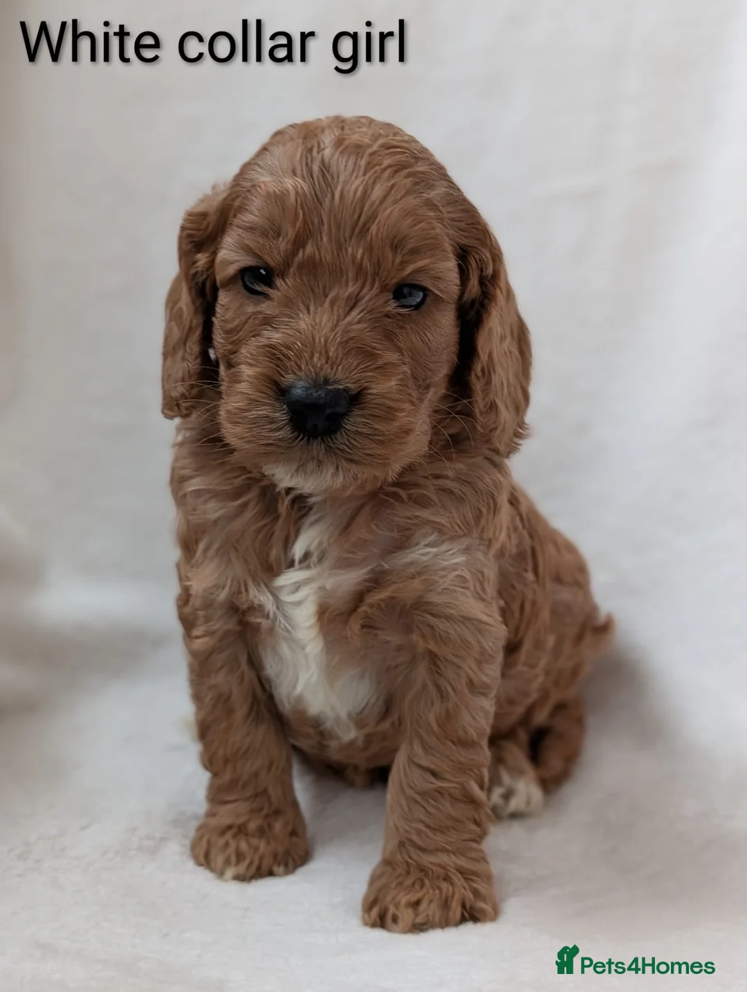 Cockapoo dogs for sale: Adorable F1 Cockapoo puppies - Advert 9