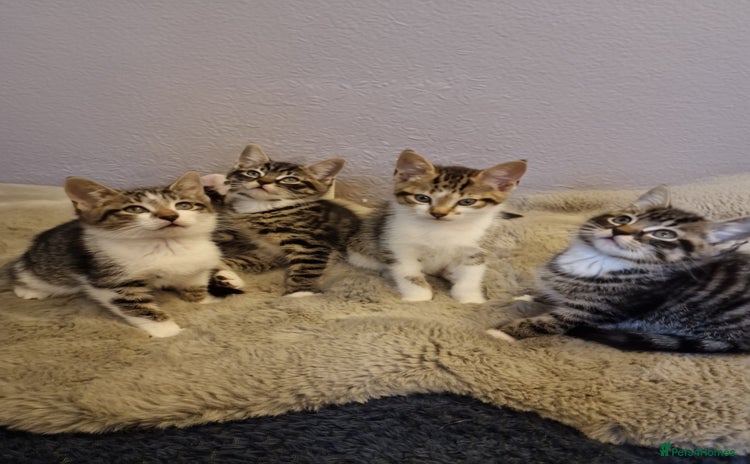 Domestic Shorthair cats - Advert 5