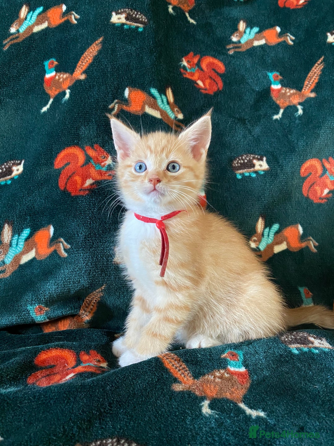 Mixed Breed cats for sale: Maine Coon, BSH, moggy mash ups - Advert 7