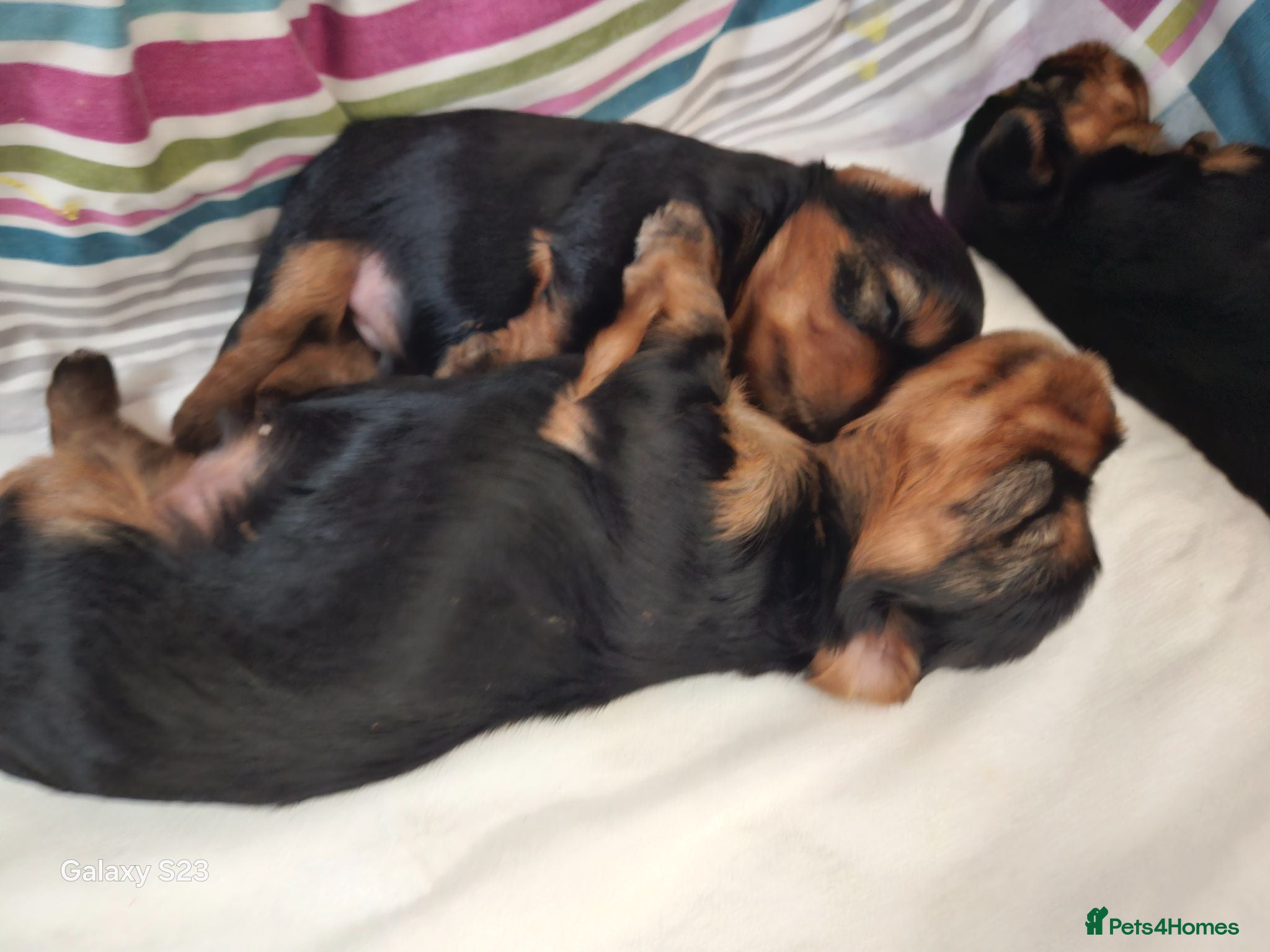 Yorkshire Terrier dogs 5 boy's (DWKC Reg.Parents) Yorkshire Terrier   - Advert 10
