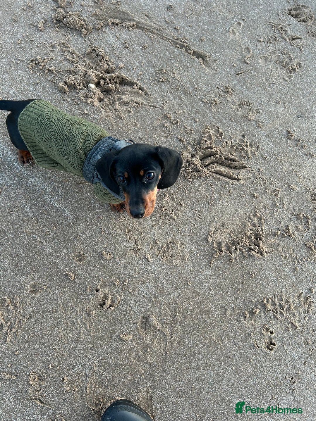 Miniature Dachshund dogs for sale: Dolly 1 year old  - Advert 8