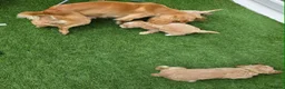 Cockapoo dogs for sale: Beautiful cockerpoo pups in Dorchester - Advert 7