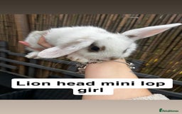 Mini Lop rabbits for sale: 2 x girl mini lops and 4 x lion head mini lops  - Image 6