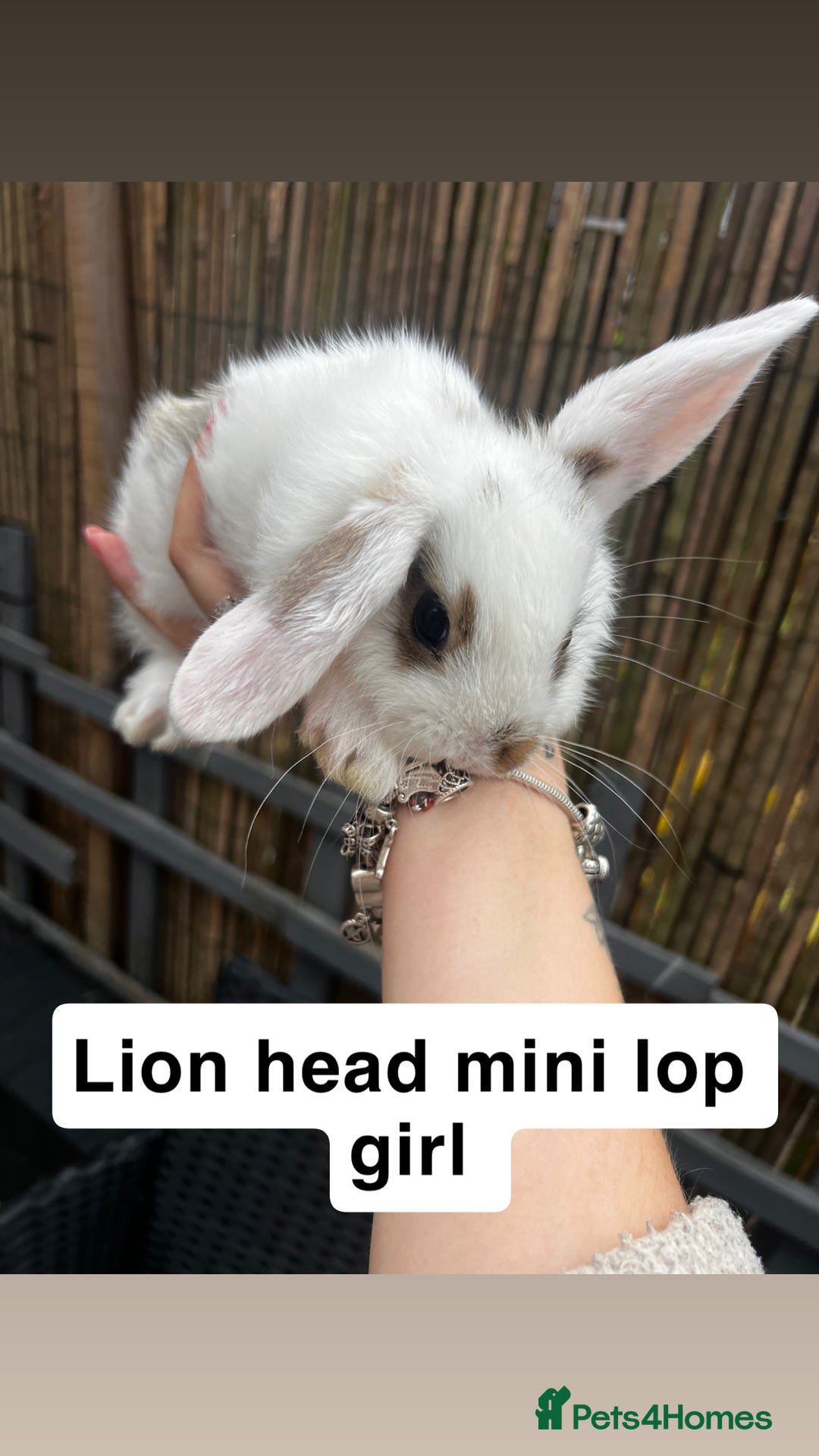 Mini Lop rabbits for sale: 2 x girl mini lops and 4 x lion head mini lops  - Image 6