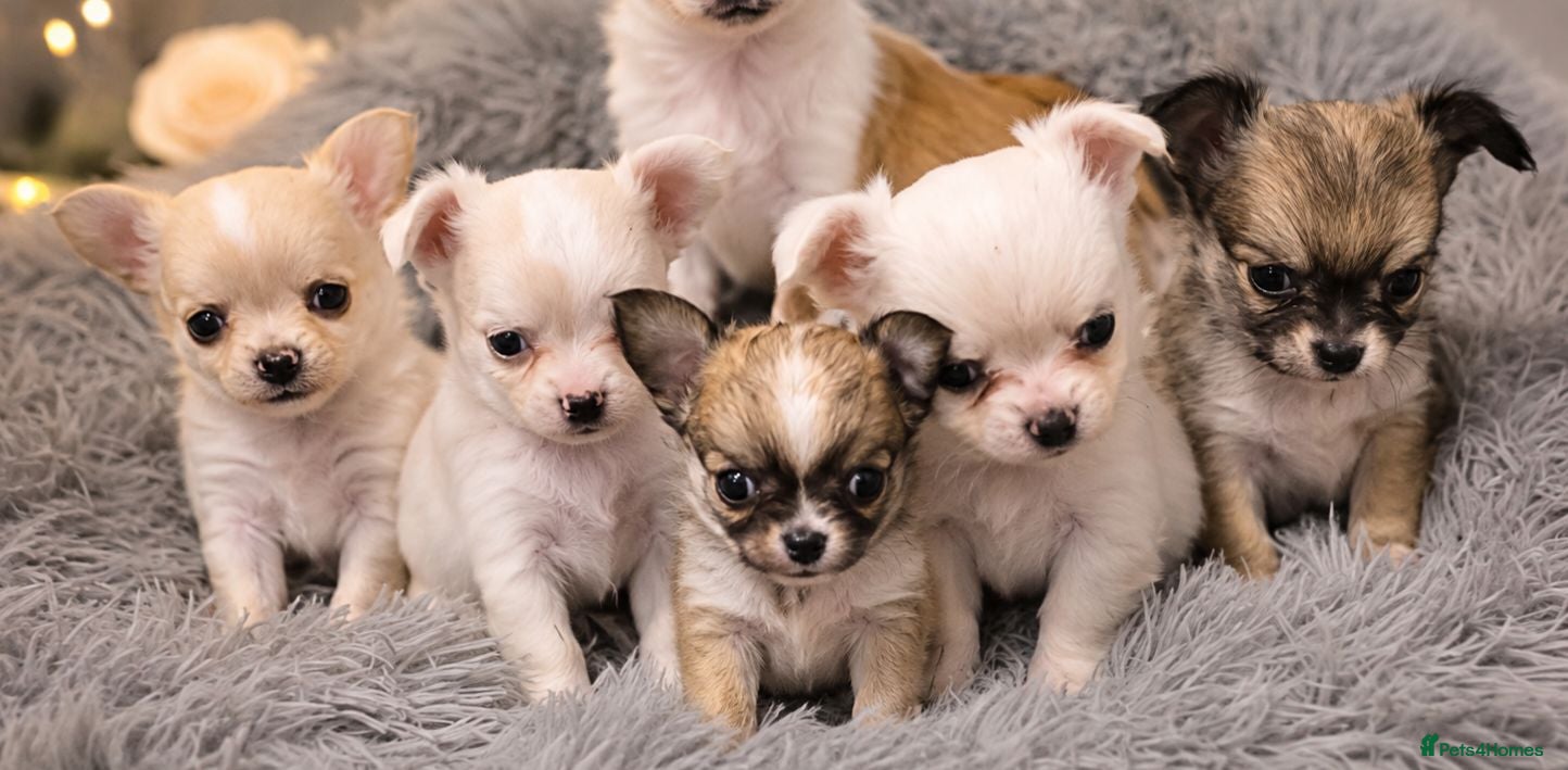 Chihuahua dogs Adorable Tiny Chihuahua Puppies Ready Soon - Advert 17