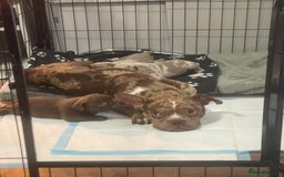 American Bully dogs for sale: American Bully Puppies - Advert 5