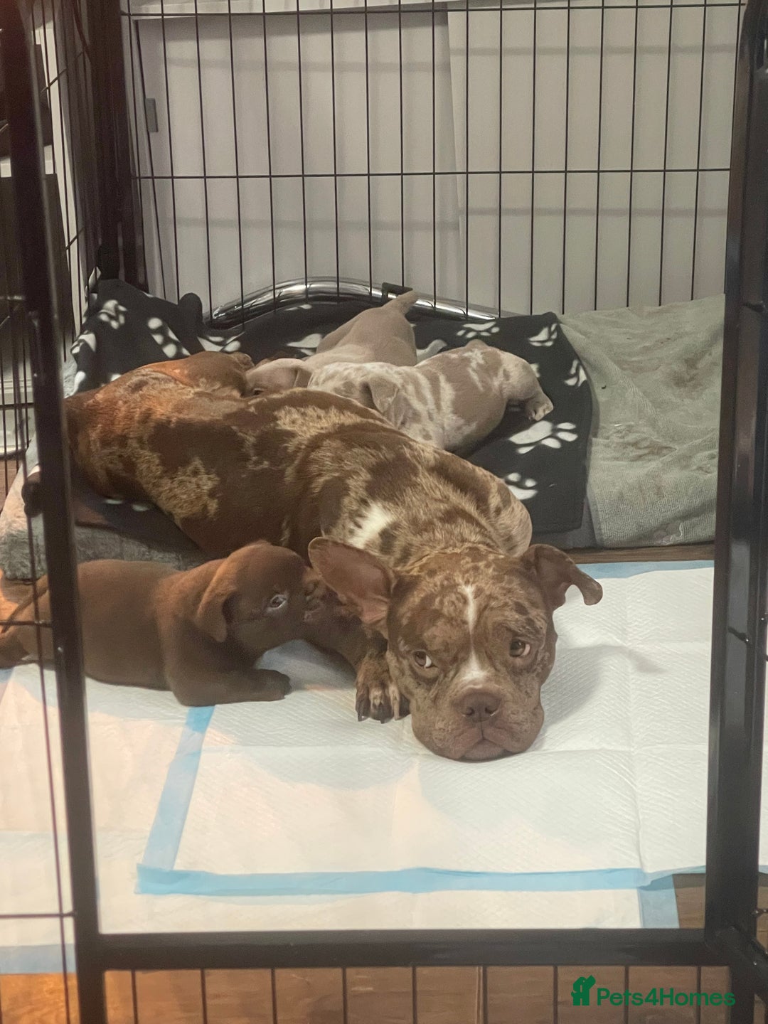 American Bully dogs for sale: American Bully Puppies - Advert 5