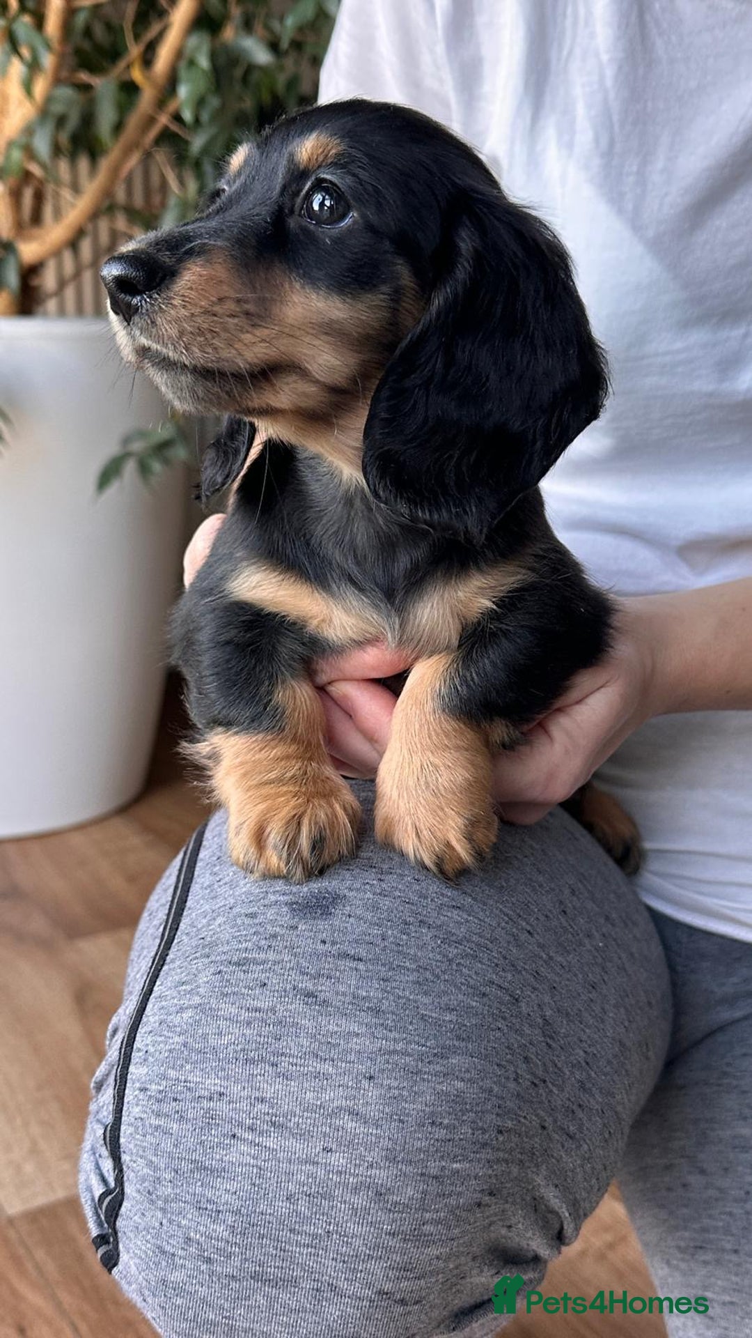 Miniature Dachshund dogs for sale: Miniature long haired female - Advert 5