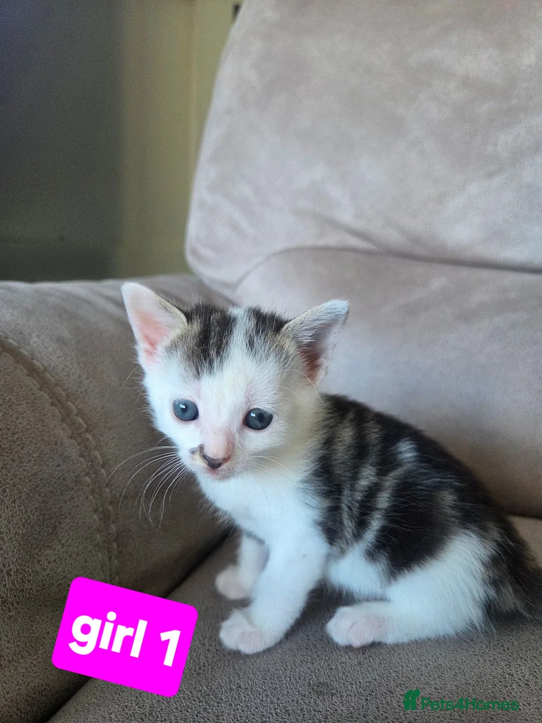 Mixed Breed cats for sale: 2 boys and 2 girls - Advert 2