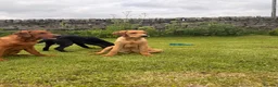 Labrador Retriever dogs for sale: Just white and red boys left  - Advert 10