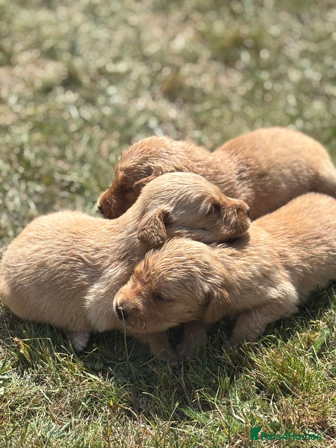 Goldador dogs for sale: Fox red goldador puppies ❤️ - Image 11