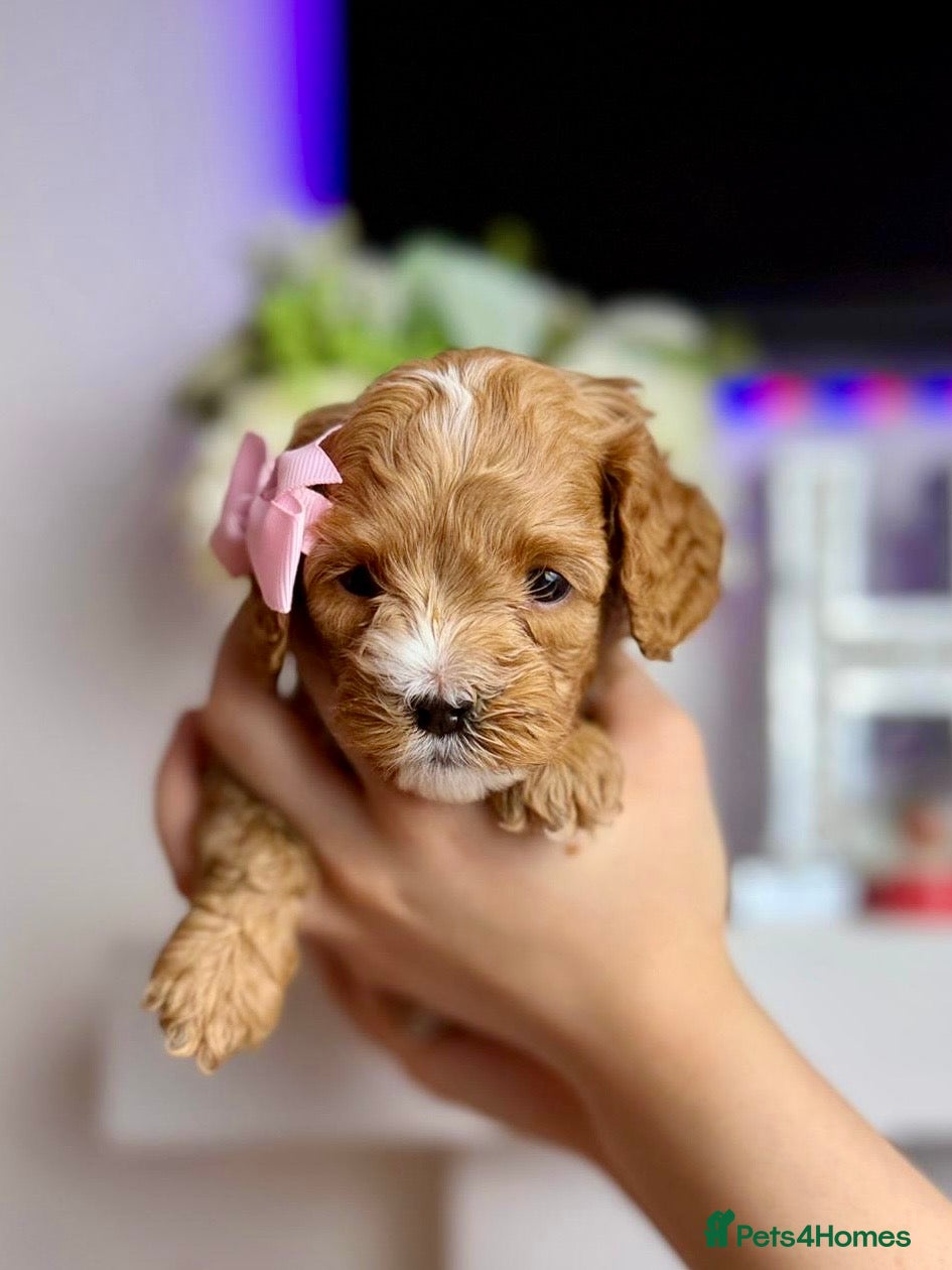 Cavapoo dogs F1 Red Cavapoo little girl available 🐾🥰 - Advert 17