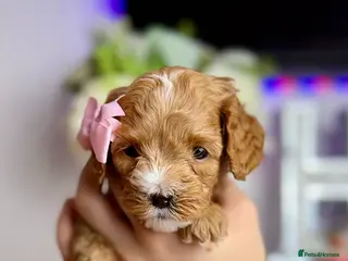 Cavapoo dogs F1 Red Cavapoo little girl available 🐾🥰 - Advert 17