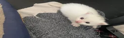 Manx cats for sale: kittens  - Advert 4