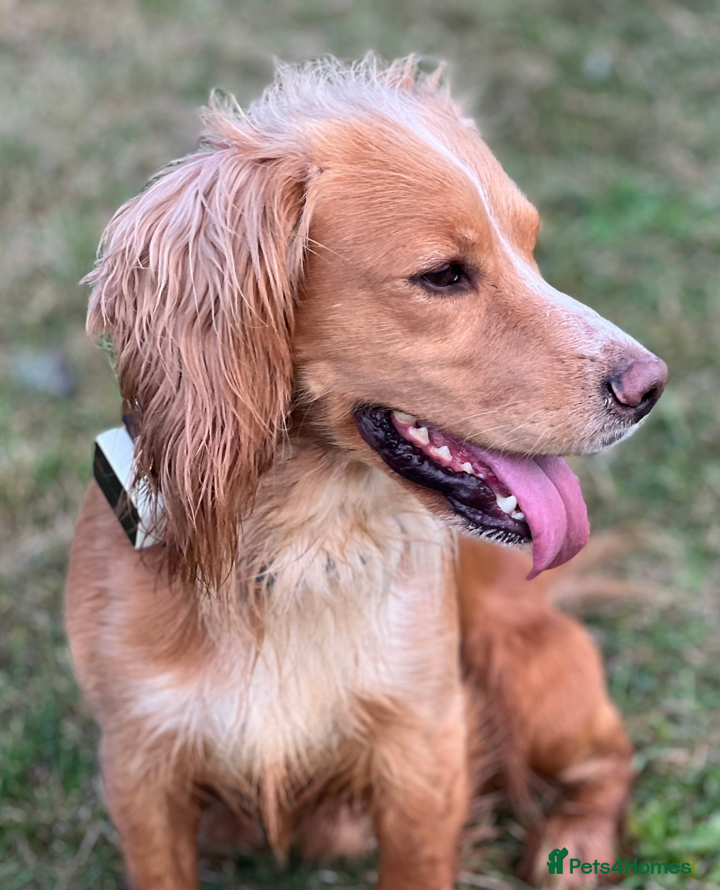 Cocker Spaniel dogs Handsome Working Cocker Spaniel at Stud - Advert 5