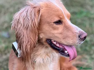 Cocker Spaniel dogs Handsome Working Cocker Spaniel at Stud - Advert 5