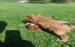 Cavapoo dogs for sale: Stunning F1 Quality Cavapoo Puppies. Dad Tested.  - Image 14
