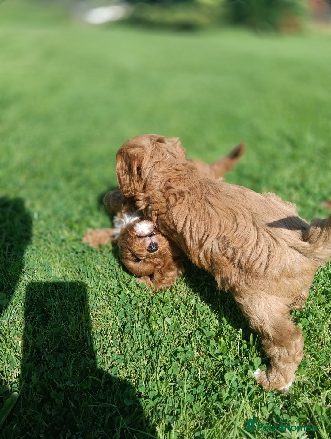 Cavapoo dogs for sale: Stunning F1 Quality Cavapoo Puppies. Dad Tested.  - Image 14