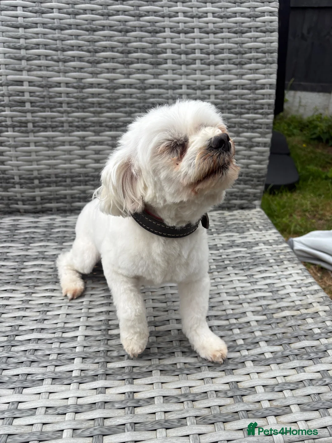Maltipoo dogs for sale: 🤩4 stunning f1 male Maltipoo 🤩 - Advert 12