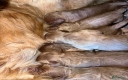Mini Goldendoodle dogs for sale: Mini GoldenDoodle Puppies - Image 4