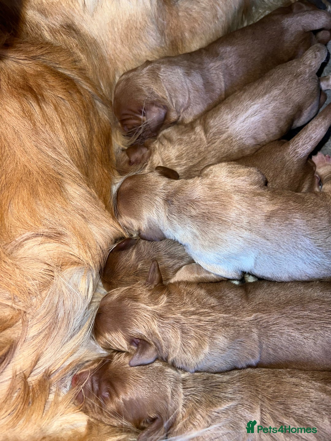 Mini Goldendoodle dogs for sale: Mini GoldenDoodle Puppies - Image 4