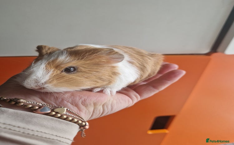 Guinea Pig rodents - Advert 8