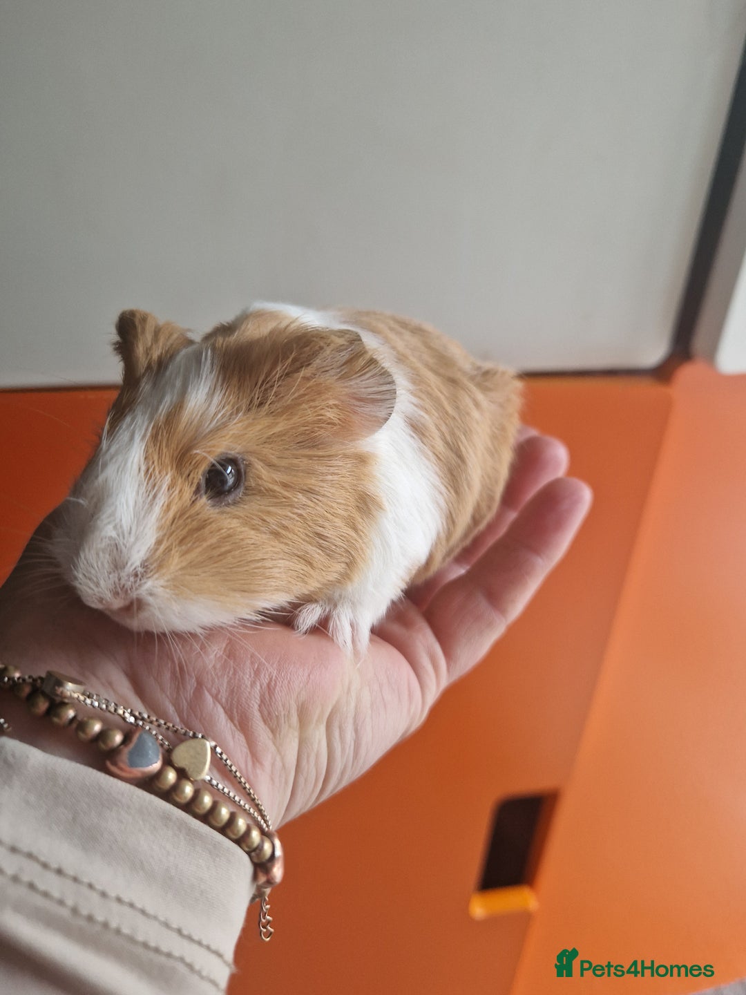 Guinea Pig rodents for sale: Baby Guinea Pigs  - Image 1