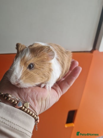 Guinea Pig rodents - Advert 11