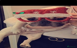 French Bulldog dogs for sale: French Bulldog  - Image 2