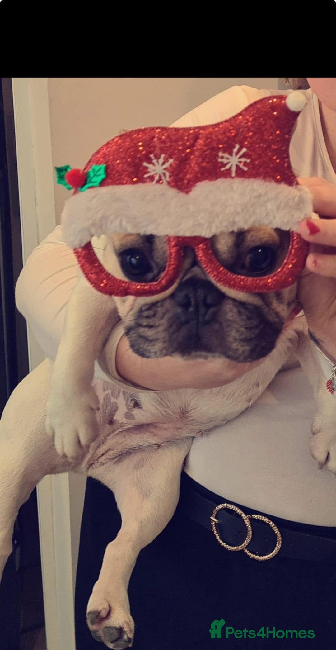 French Bulldog dogs for sale: French Bulldog  - Image 2