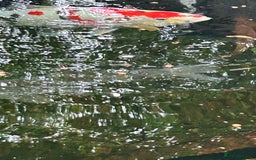 Koi Carp fish for sale: koi fish and various other fish - Image 2