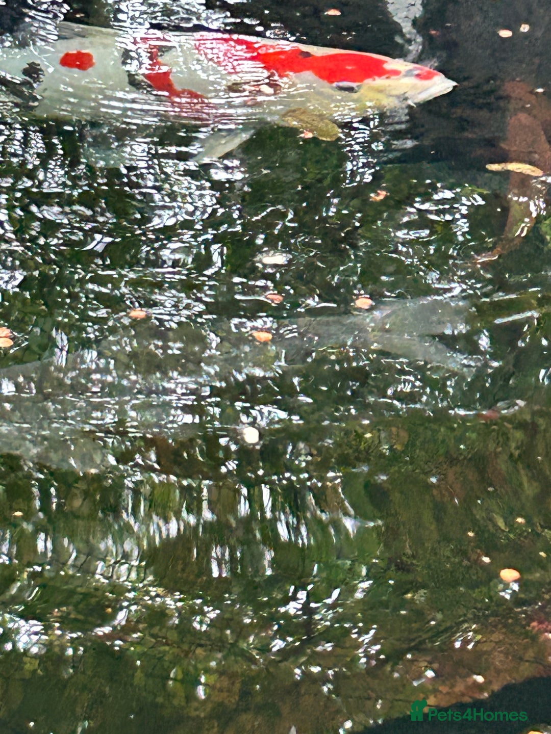 Koi Carp fish for sale: koi fish and various other fish - Image 2