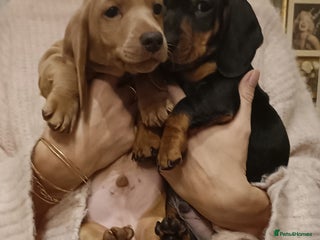 Miniature Dachshund dogs Last Boys Miniature Dachshund puppies - Advert 8