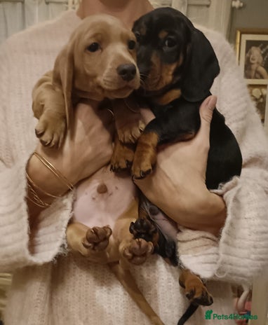 Miniature Dachshund dogs Last Boys Miniature Dachshund puppies - Advert 2