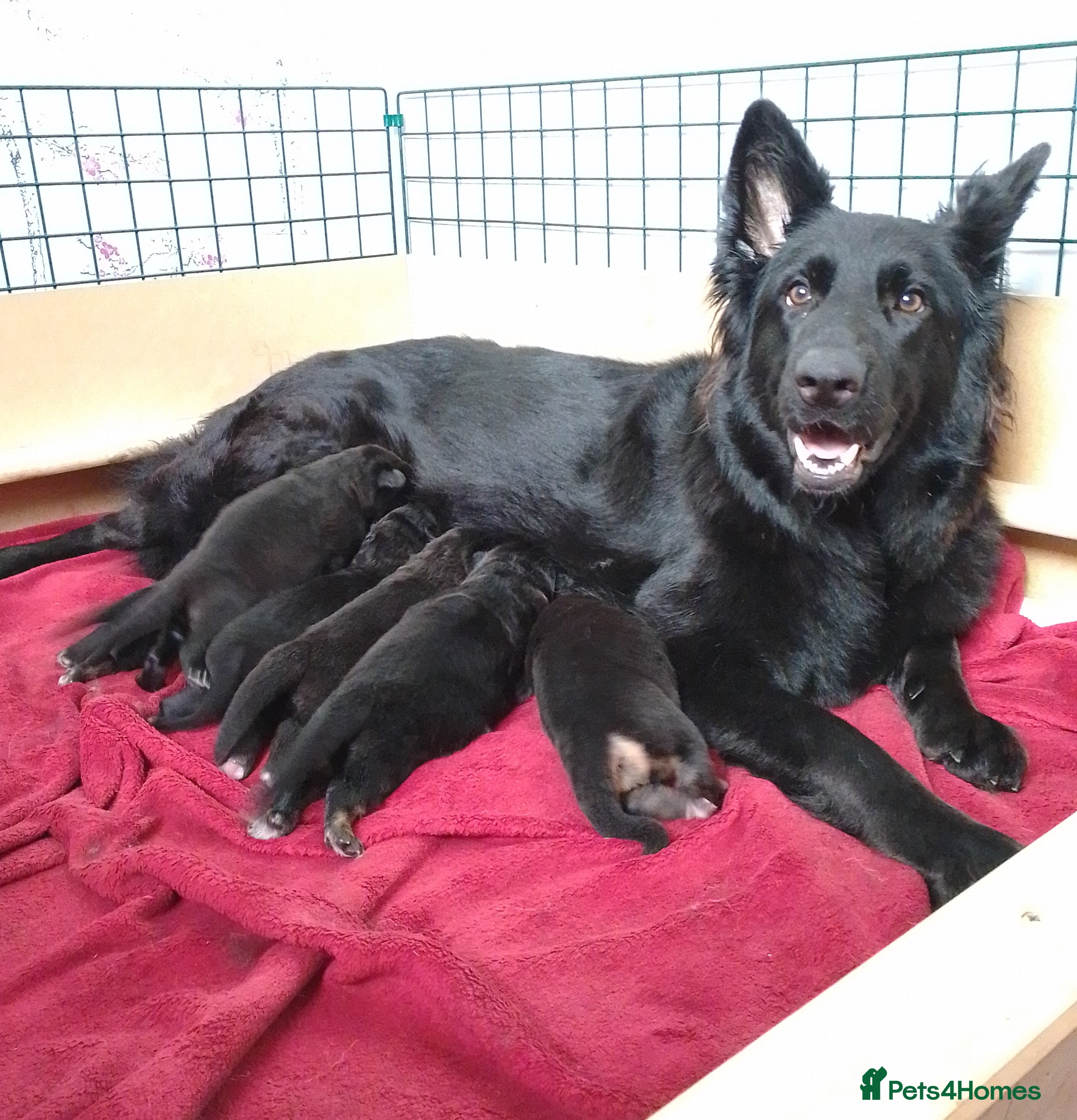 German Shepherd dogs Straight back Long coat German Shepherd pups - Advert 3