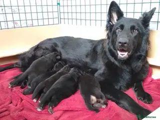 German Shepherd dogs Straight back Long coat German Shepherd pups - Advert 3